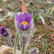 IMG-0062.jpg