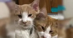 Portland Woman Overjoyed After Reuniting with Missing Cats in Los Angeles