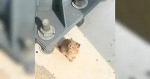 Officer Rescues Tiny Cat From Bridge After Disturbing Report