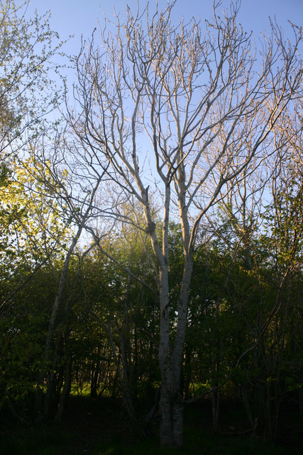 IMG-0379