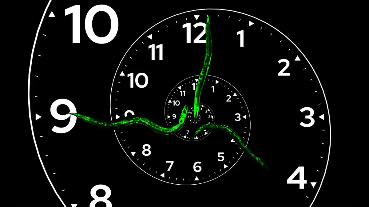 First Nonrepeating Biological Clock Discovered
