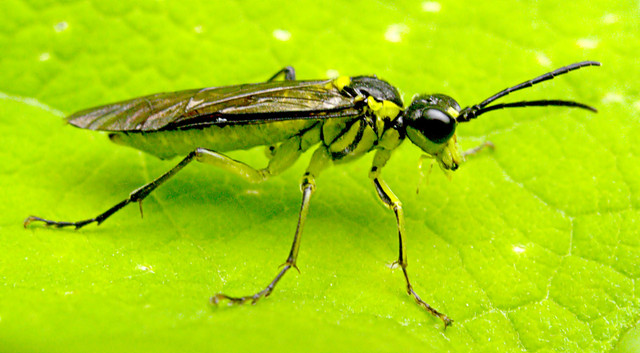 sawfly