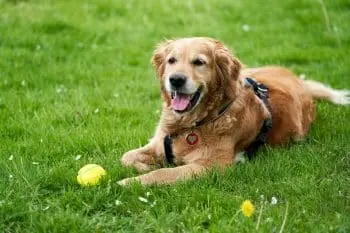 Supporting Canine Cancer Care with Supplements