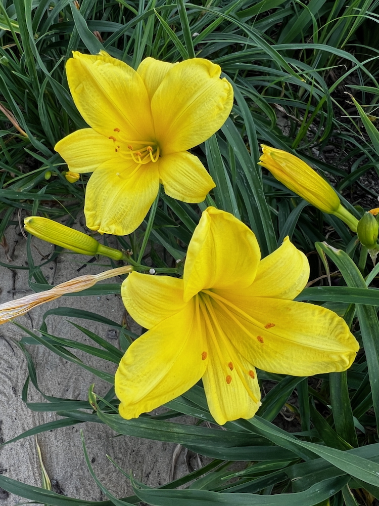 30+ лет в США. Заметки русско-американского пенсионера.