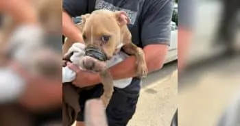 Community Rallies Around Abused Puppy