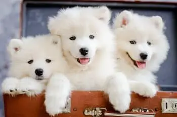 Samoyed Puppy Health: Top Supplements & One to Skip