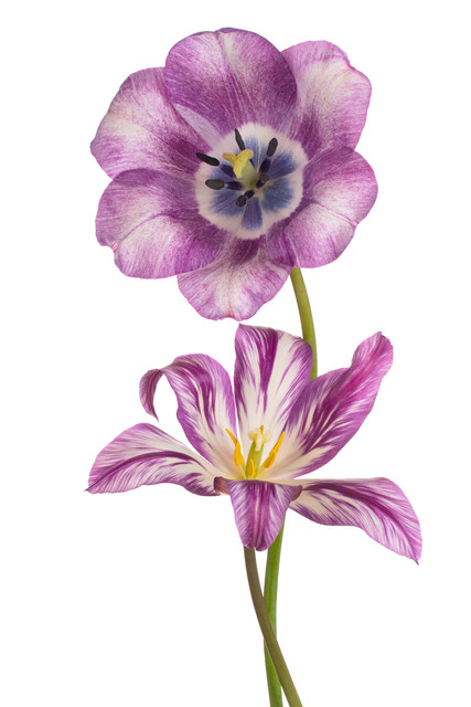 shutterstock-1247358301.jpg