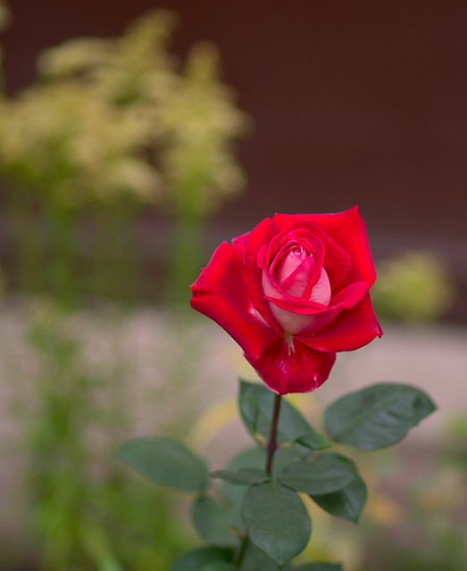 DSCF0808