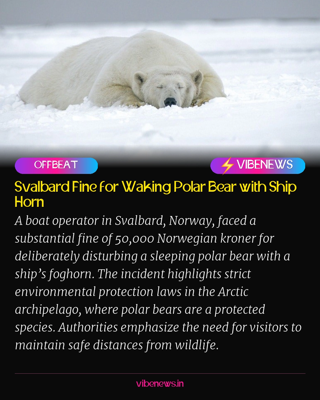 Svalbard Fine for Waking Polar Bear with Ship Horn