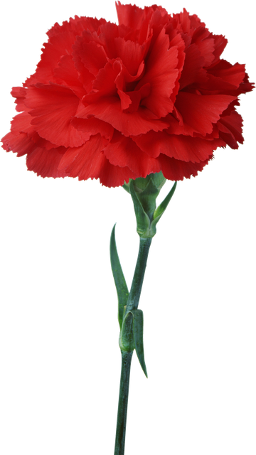 pngwing com (5).png