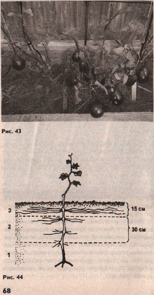 66
