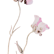 flower1
