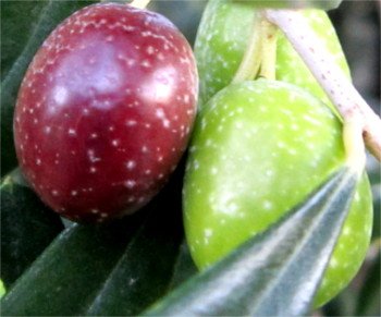 Cerasuola Olive Cerasuola olive