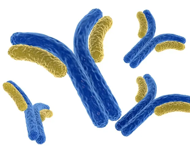 Antibody Profiles Shed Light on Long Covid Cognitive Symptoms