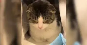 All This Abandoned Cat Ever Wanted Was Someone to Cuddle