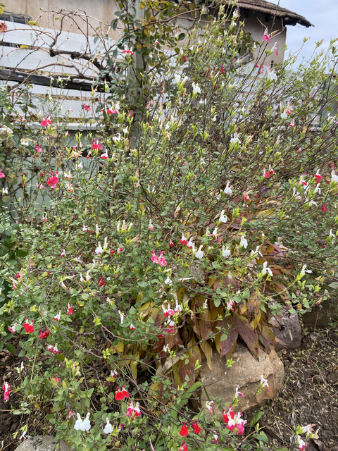 IMG-4813