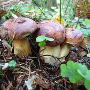 DSC00203