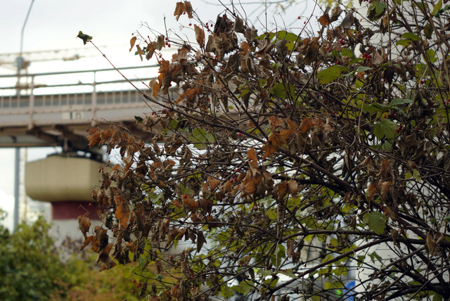 DSC7613.jpg