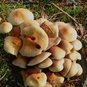 IMG-0390