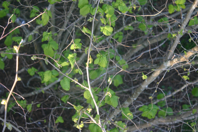 IMG-0374