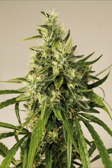trainwreck