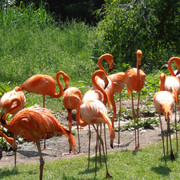 Flamands Roses2