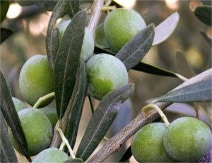 Olive Pendolino Variété d'olive Pendolino