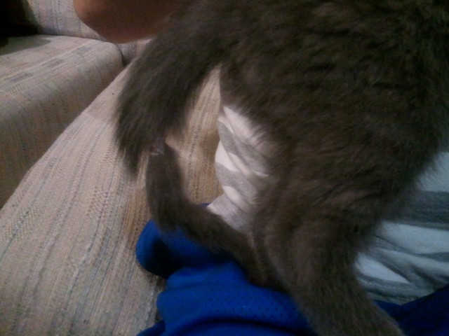Damaged Tail.jpg