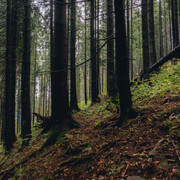 IPB Image
