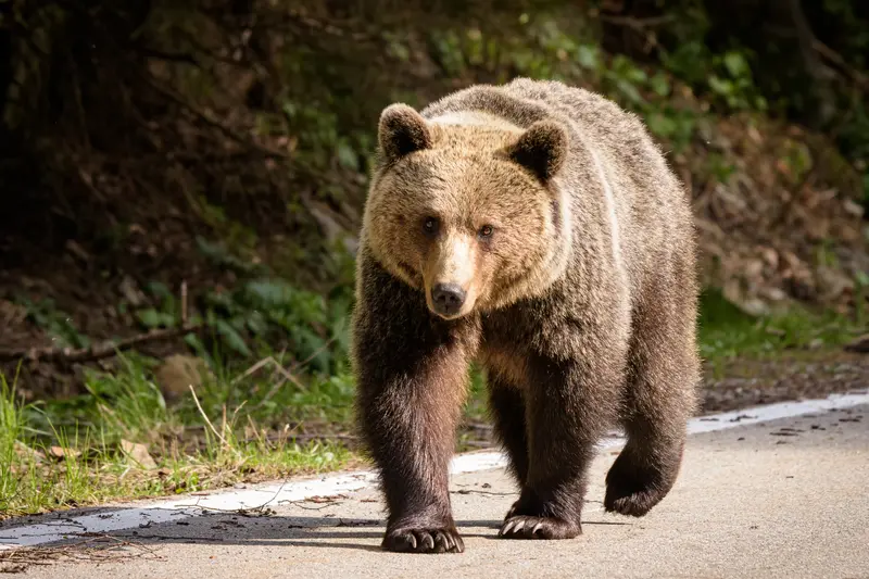 Al doilea urs împușcat la Brașov în mai puțin de o lună