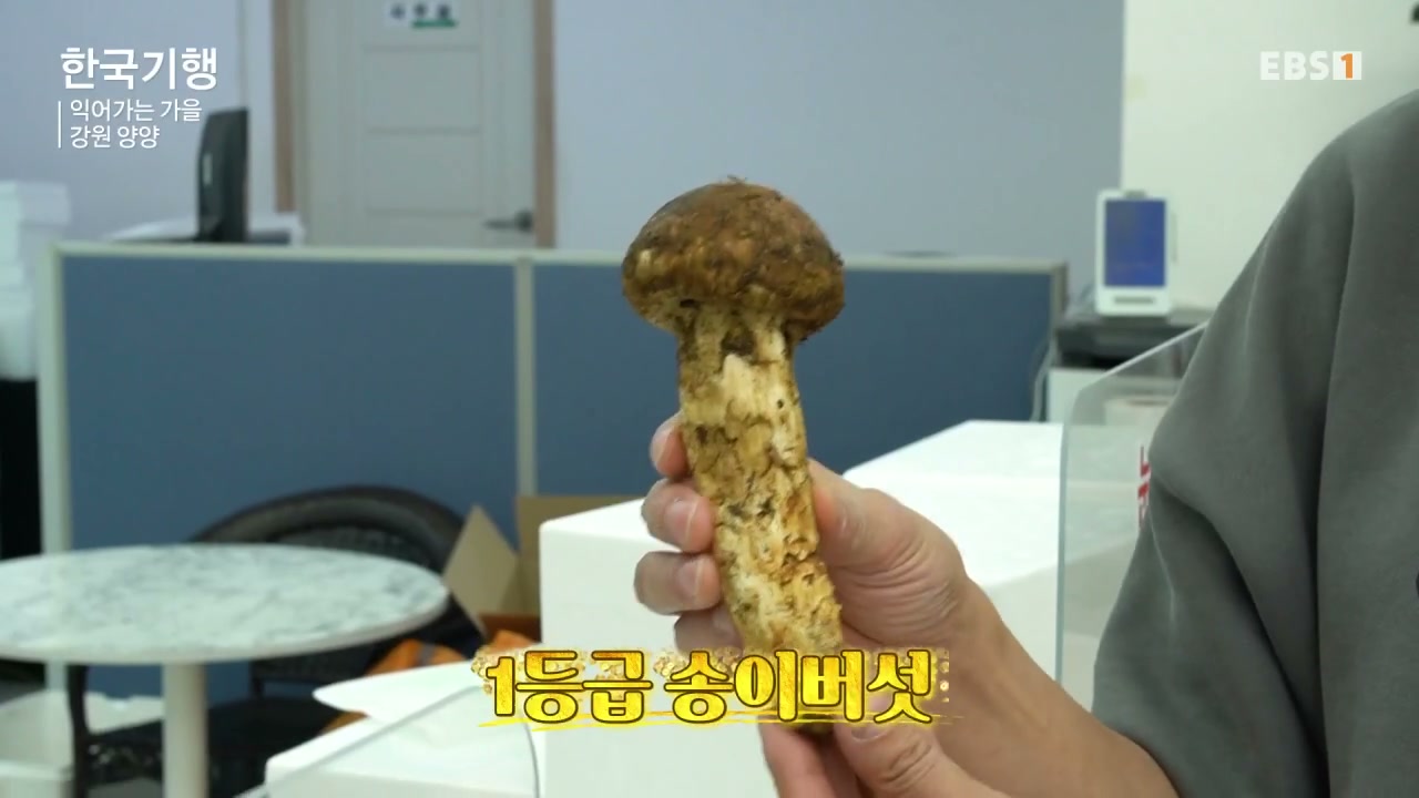 한국기행 양양 송이버섯 추가 캡처 3