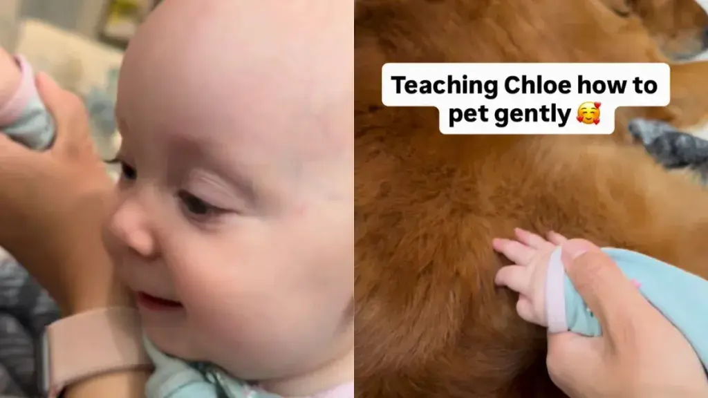 Golden Retriever Teaches Baby Gentle Touch