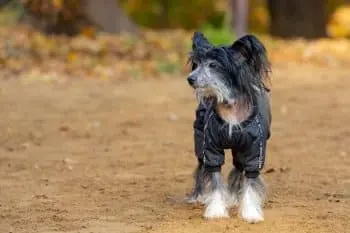 Supporting Your Chinese Crested's Joint Health