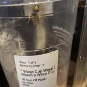 wasp-cup