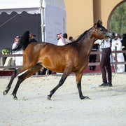 PB7A3378