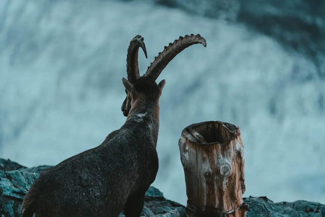 Capricorn: Relații și bani, o nouă abordare