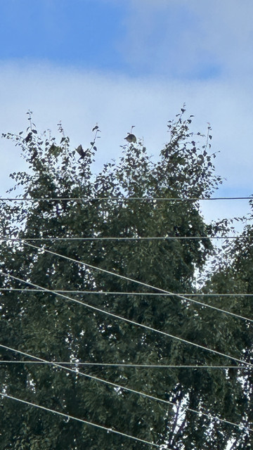 IMG 4936.jpg