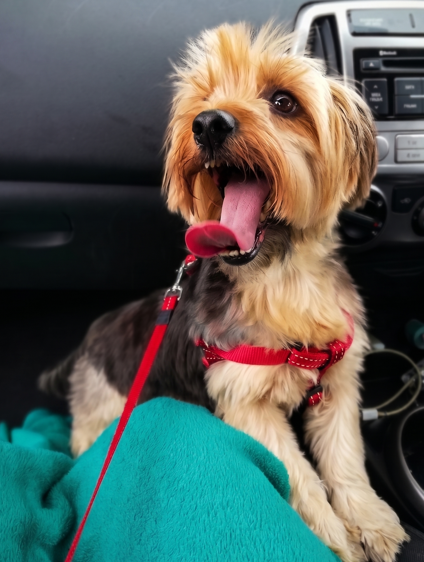 Happy senior Yorkie Buttons smiling in the car with tongue out, Cape Town rescue
