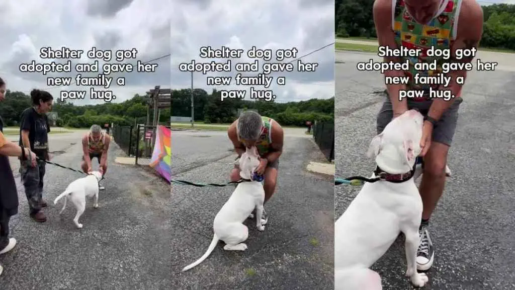 Shelter Dog's Heartfelt Goodbye Moves Family to Tears
