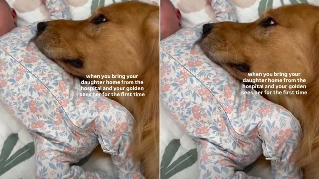 Golden Retriever's Tender First Meeting With Infant Sister Goes Viral