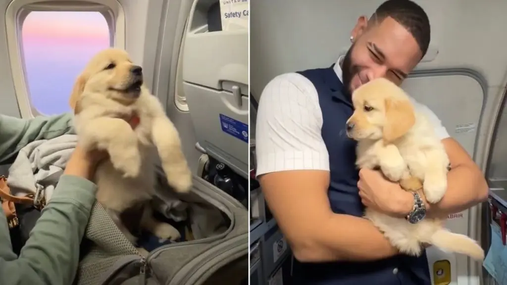 Golden Retriever Puppy Charms Airline Crew During Mid-Air Journey