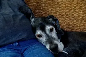 Making Your Home Comfortable for Aging Canines