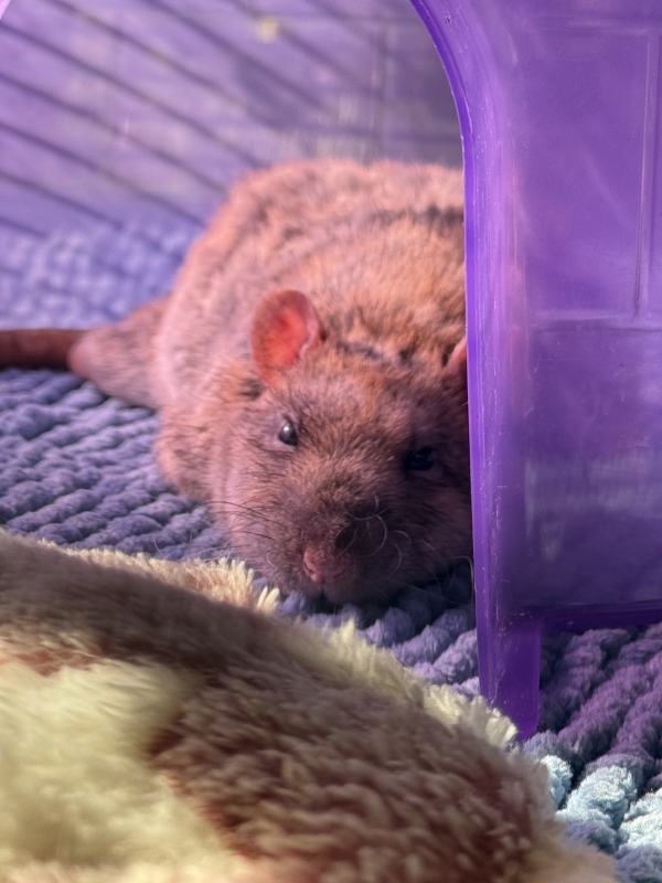 Cornelius2