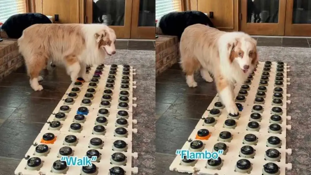 Dog Communicates Desire for Walks with Voice Buttons
