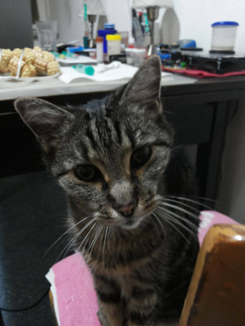 rivakittycat
