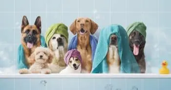 Dog Shampoo Choices Expand for Healthier Pets