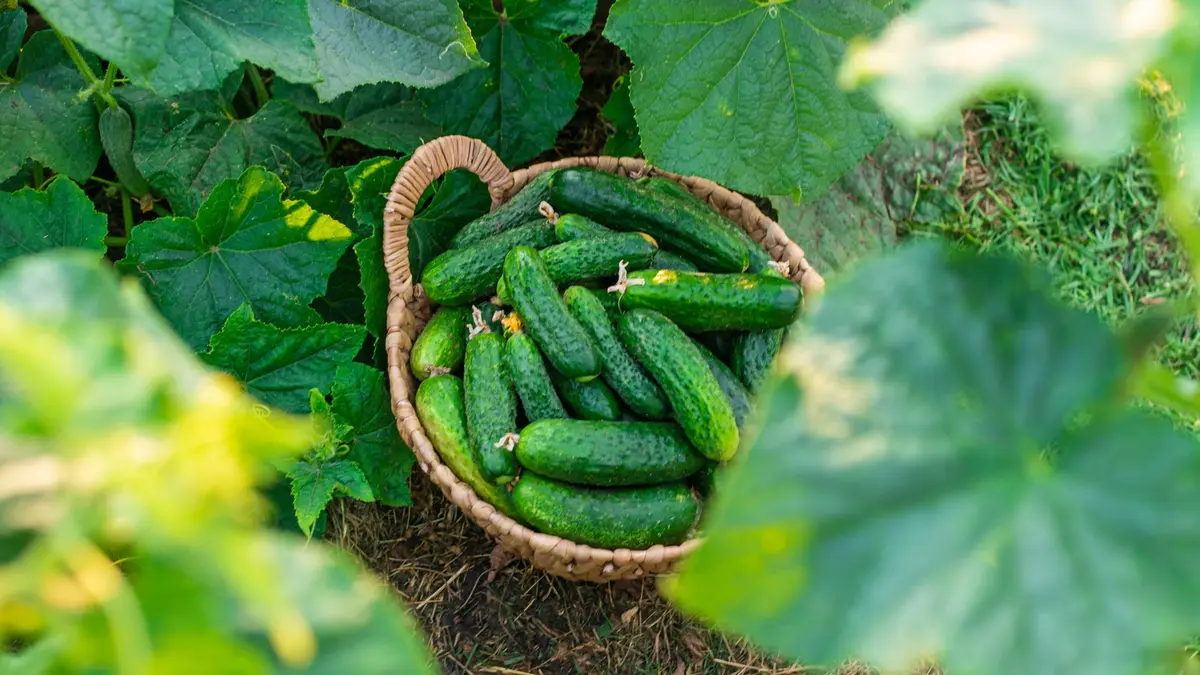 Fertilizant natural pentru bucătărie: cum se pot spori piele de banană pentru a stimula creșterea castravetei