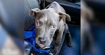 Man Finds Tiny Pit Bull Puppy in Florida Backwoods