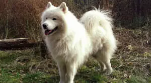 Unlock Your Samoyed's Best Coat: A Simple Nutritional Solution