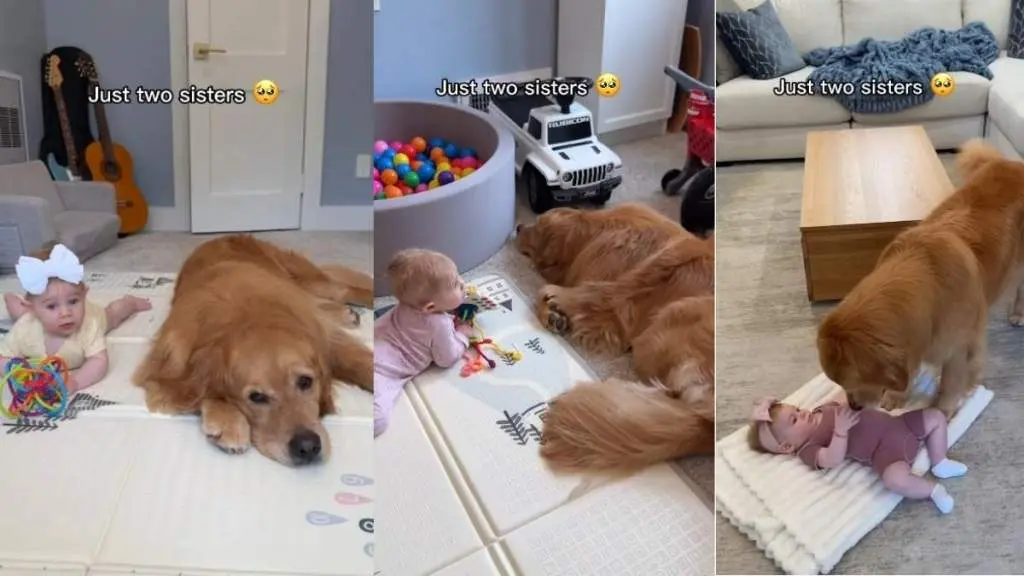 Golden Retriever Becomes Devoted Big Sister to Infant